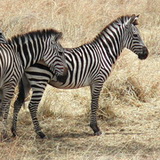 Tarangire - Zebras